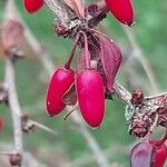 Berberis thunbergii Frukt