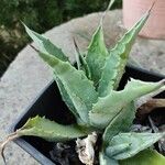 Agave americana برگ