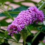 Buddleja japonica