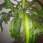 Dracaena fragransপাতা