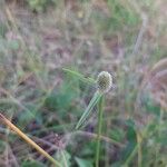 Cyperus obtusatus Habitus