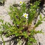 Anthemis cotula Hábito