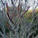 Euphorbia dendroides Bark