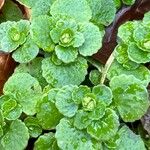 Chrysosplenium oppositifolium Blad