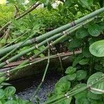 Equisetum fluviatile বাকল