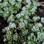 Sedum spathulifolium Frunză