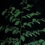 Phyllanthus brasiliensis Лист