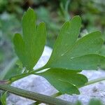 Fumaria bicolor その他の提案
