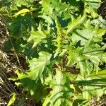 Solanum viarum Plante entière