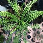 Asplenium fontanum List