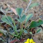 Goodenia hederacea Pokrój