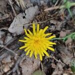 Hieracium lachenalii Blomst