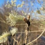 Salix × reichardtii Кветка