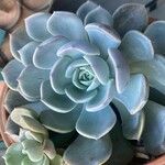 Echeveria lilacina Lapas