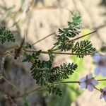 Erodium lebelii Deilen