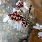 Abeliophyllum distichum Blomst