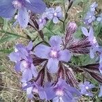 Anchusa azurea 花