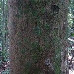 Ormosia melanocarpa Bark