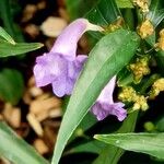 Strobilanthes anisophylla 葉