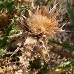 Carthamus arborescens Fruto