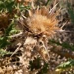 Carthamus arborescens Fruit