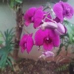 Dendrobium bigibbum Flower
