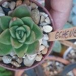 Echeveria × gilva Lehti