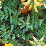 Hippocrepis comosa برگ