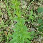 Hieracium sabaudum Habitat