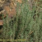 Bassia prostrata その他の提案