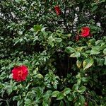 Camellia sasanqua Hábito