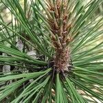 Pinus ponderosa Blad