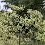 Angelica atropurpurea Квітка