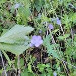 Nemophila phacelioides Цвят