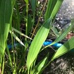 Sagittaria lancifolia Blad