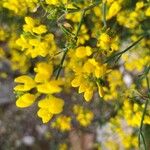 Coronilla juncea Žiedas