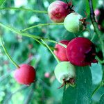 Amelanchier canadensis Frutto