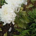 Chrysanthemum indicumFlower