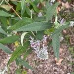 Buddleja officinalis Folha