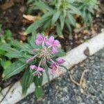 Epilobium angustifoliumFlower