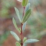 Linum catharticum Habit