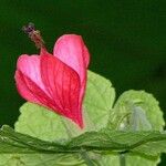 Malvaviscus concinnus Květ