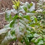 Berberis aquifolium ᱵᱟᱦᱟ