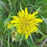 Tragopogon dubius 花