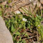 Cerastium pumilum Habit