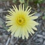 Malacothrix californica Flower