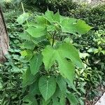 Broussonetia papyrifera Leaf