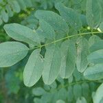 Robinia viscosa पत्ता