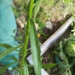 Conyza canadensis Leaf