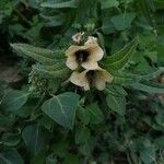 Hyoscyamus niger Fleur